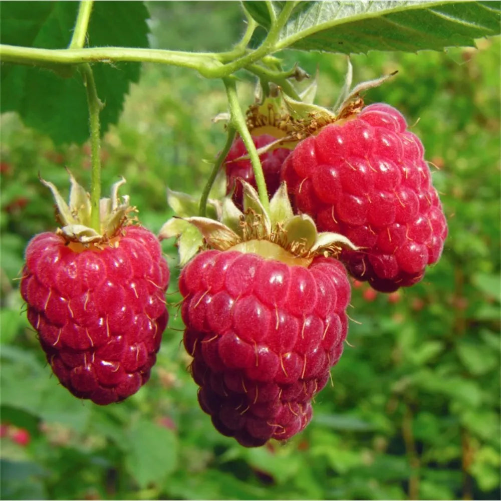 Tulameen Raspberry Large, Sweet & Firm Summer Berries Potted Fruit Plants | www.seedsplantworld.com