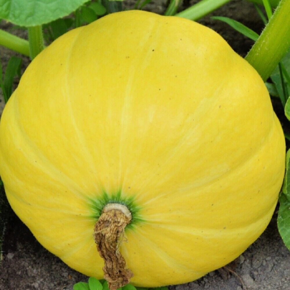 80 Yellow Paris Pumpkin NON-GMO Heirloom Fruit Seeds | www.seedsplantworld.com