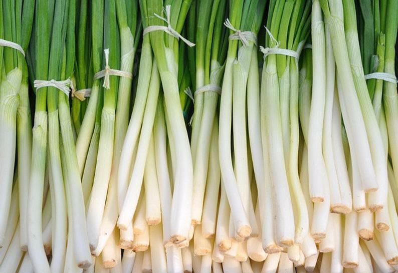 200+ Nebuka Onion Evergreen Bunching Japanese Vegetable Seeds | www.seedsplantworld.com