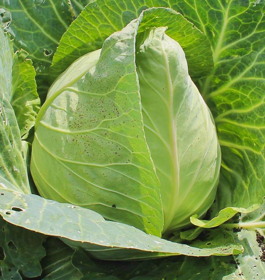 500+ Early Jersey Wakefield Cabbage Heirloom Vegetable Seeds | www.seedsplantworld.com