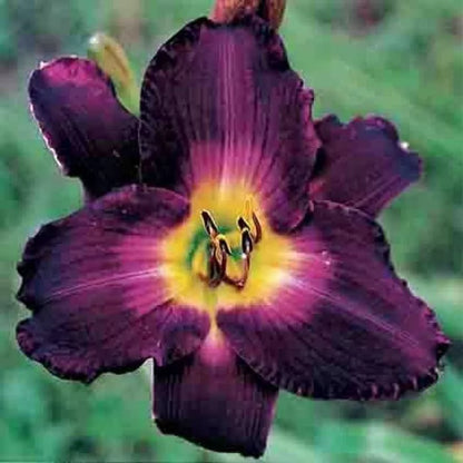 2 Daylily Strutter'S Ball Reblooming Perennial Flower Bulb Bare Root Plants | www.seedsplantworld.com