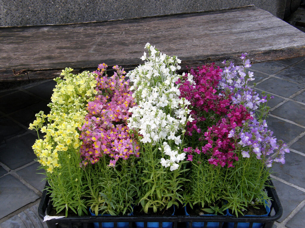 6500 Toadflax Baby Snapdragon Flower Seeds | www.seedsplantworld.com