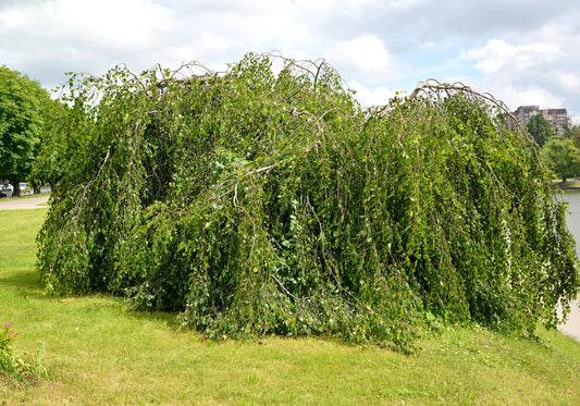 Weeping Birch 1000 Seeds