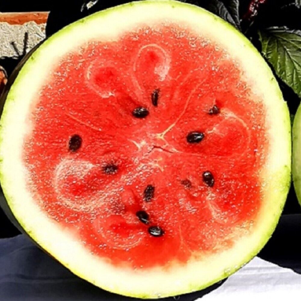 100 Moon And Star Watermelon NON-GMO Heirloom Fruit Seeds | www.seedsplantworld.com