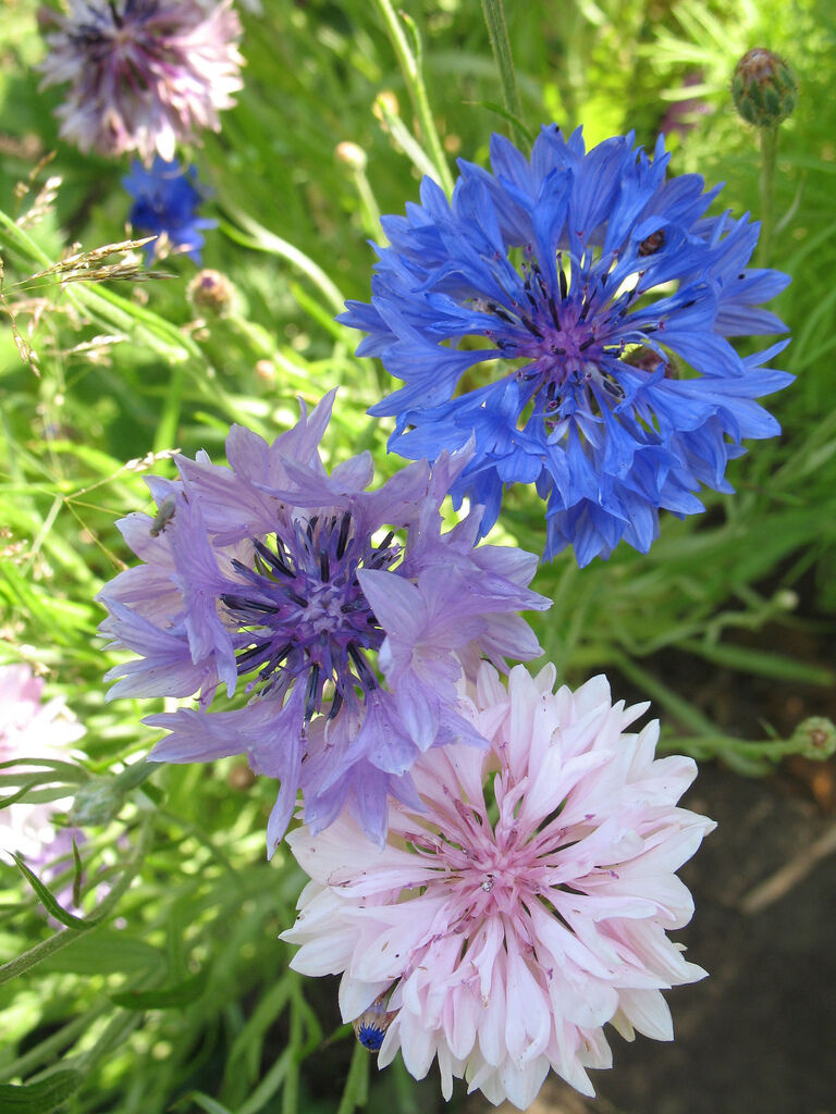 175 Bachelor Button Bachelor's Buttons Flower Seeds | www.seedsplantworld.com