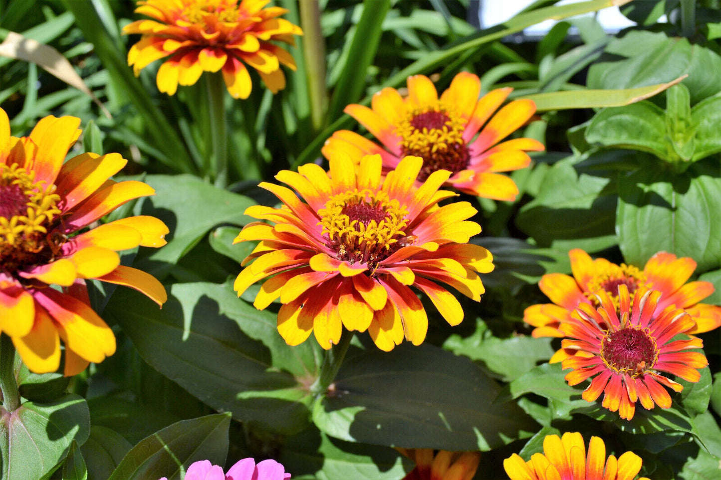 50 Sombrero Zinnia Elegans Mexican Zinnia Haageana Orange Red Yellow Flower Seeds | www.seedsplantworld.com