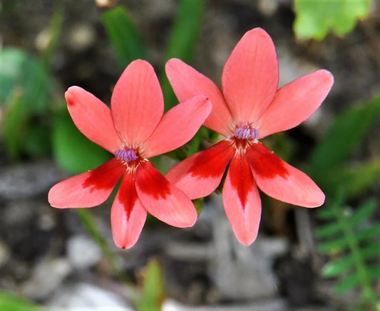 20 Painted Petals Freesia Mixed Colors Anomatheca Laxa Red Blue + Flower Seeds | www.seedsplantworld.com