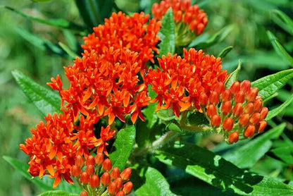 Milkweed 100 Seeds