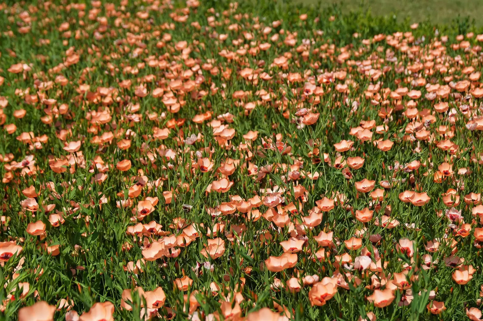 50 Salmon Flax Linum Grandiflorum 1" Salmon Pink Flower With Red Eyes Seeds | www.seedsplantworld.com