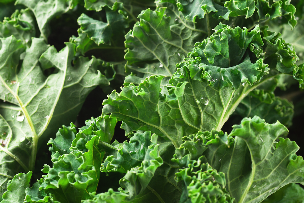 500+ Kale Dwarf Siberian Garden NON-GMO Vegetable Seeds | www.seedsplantworld.com