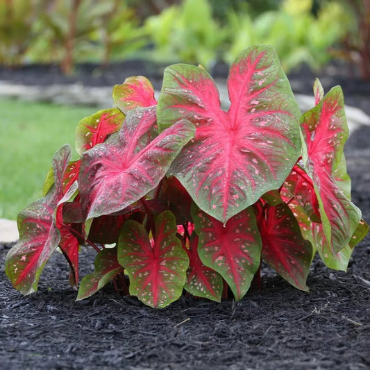 5 Caladium Fancy Leaf Red Flash Bulbs Spring Shipping Bold Sizzling Color Bulbs Plant