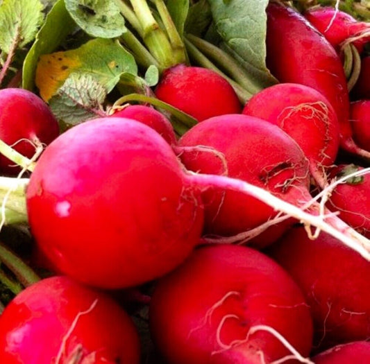 100 Crimson Giant Radish NON-GMO Heirloom Vegetable Seeds | www.seedsplantworld.com