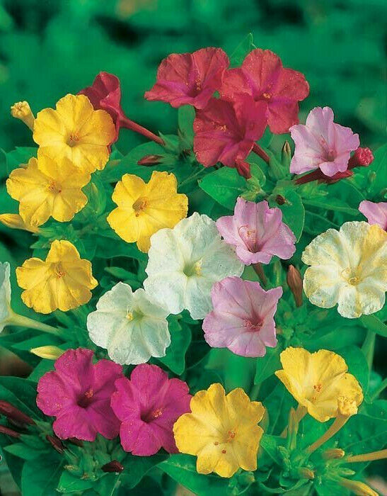 35 Four O'clock Mixed Four O'clocks Flower Seeds | www.seedsplantworld.com