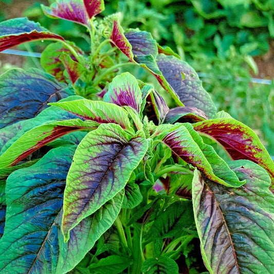 100 Red Amaranth Stripe Leaf Chinese Spinach Yin Cho Vegetable Seeds | www.seedsplantworld.com