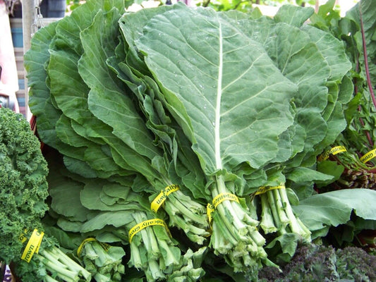 360 Collards Georgia Collard Salad Greens Vegetable Seeds | www.seedsplantworld.com