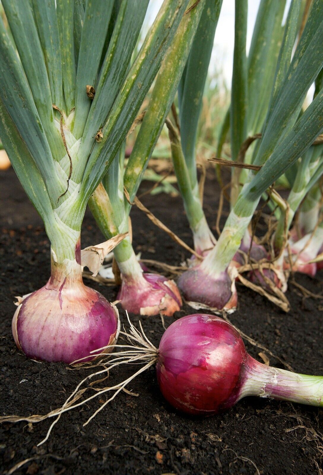 200+ Scarlet Bandit Onion Bunching Onion NON-GMO Vegetable Seeds | www.seedsplantworld.com