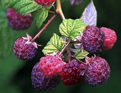 1 Brandywine Purple Live Raspberry Plant All Natural Grown Spring Shipping Fruit Plant