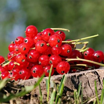 Red, White, & Black Currant (3 Colors) Special Healthy Live Fruit Plants