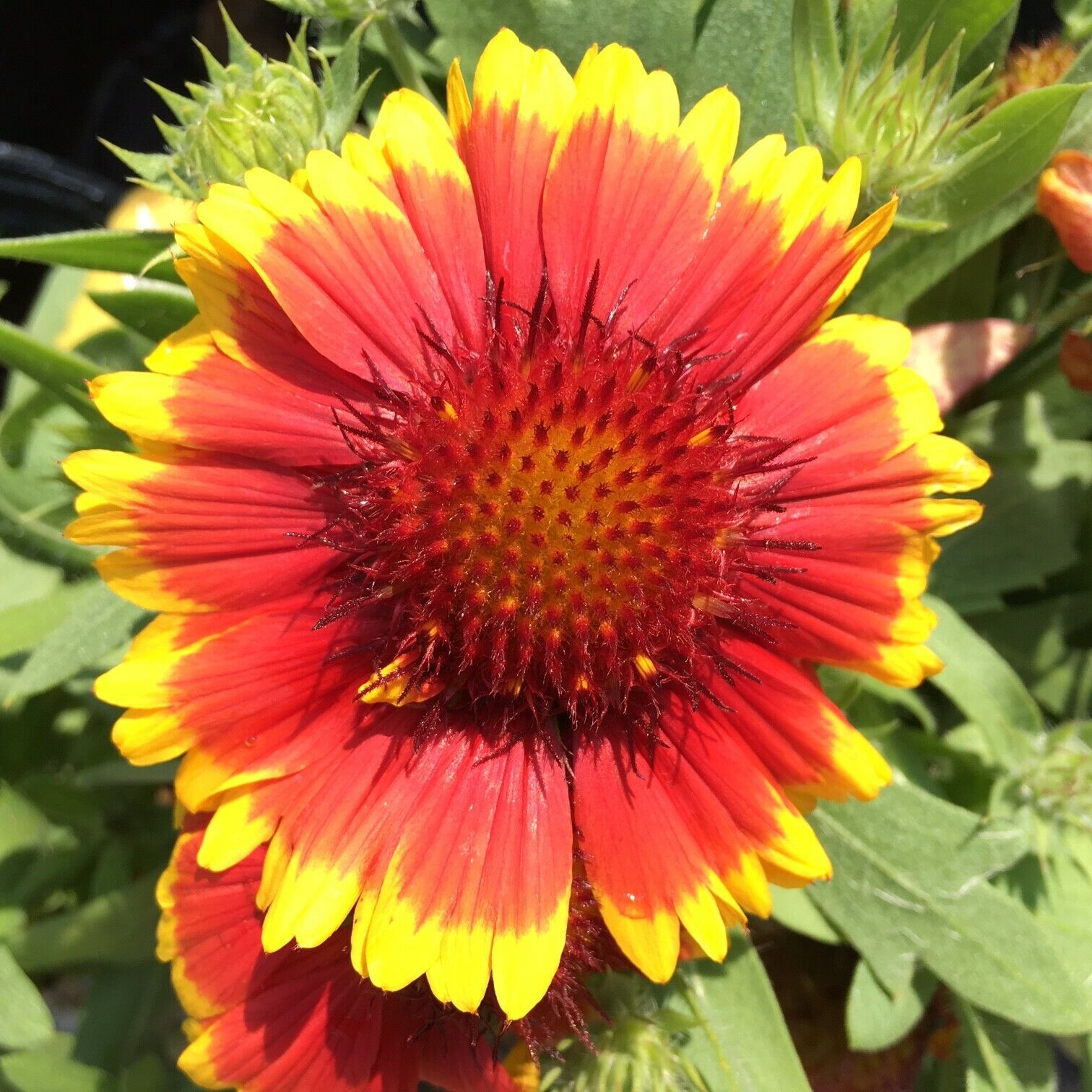 100+ Gaillardia Blanket Garden Flower Seeds | www.seedsplantworld.com