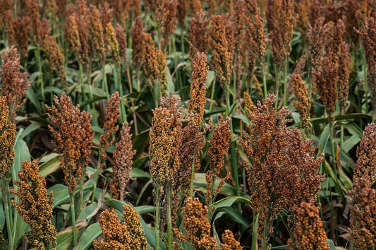 100 Wild Game Food Plot Sorghum Aka Milo Deer & Game Bird Bicolor Seeds | www.seedsplantworld.com