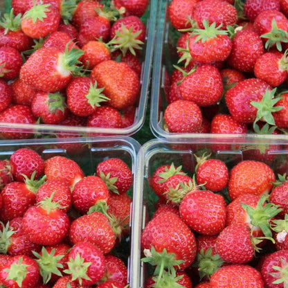 Honeoye June Bearing Sweet StrawberryCertified High Yields Bare Root Plants