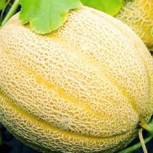 100 Hales Best Jumbo Cantaloupe NON-GMO Heirloom Fruit Seeds | www.seedsplantworld.com