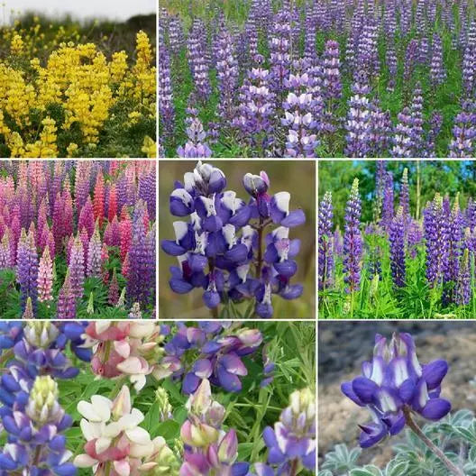 100 Lupine Loopy Mix Fall Planting Hummingbirds Annual Perennial Non-Gmo Seeds For Planting | www.seedsplantworld.com