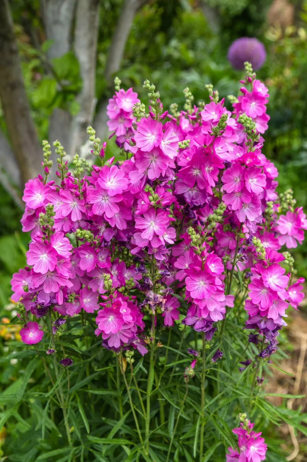 Pretty Pink Sidalcea, 150 Seeds