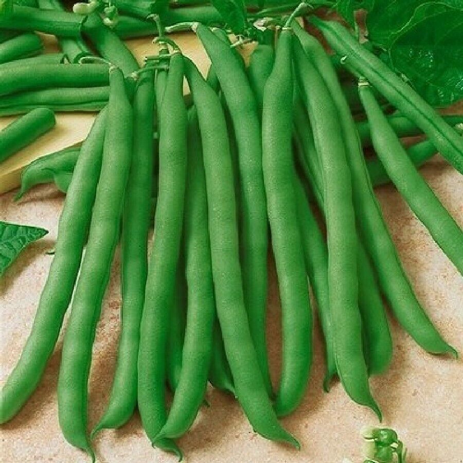 40 Ct Contender Bean Bush Green Stringless Garden NON-GMO Vegetable Seeds | www.seedsplantworld.com