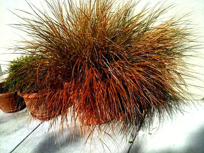 Orange Sedge Grass 100 Seeds