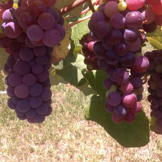 Seedless Grape Vine Special (1 Concord, 1 Reliance & 1 Himrod) Live Plant Fruit Plant