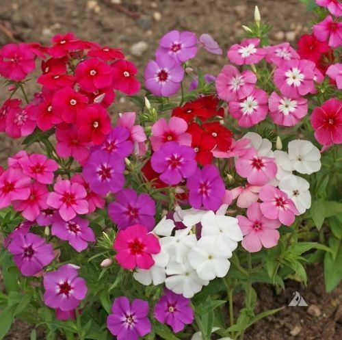 190 Phlox Beauty Mix Flower Seeds | www.seedsplantworld.com