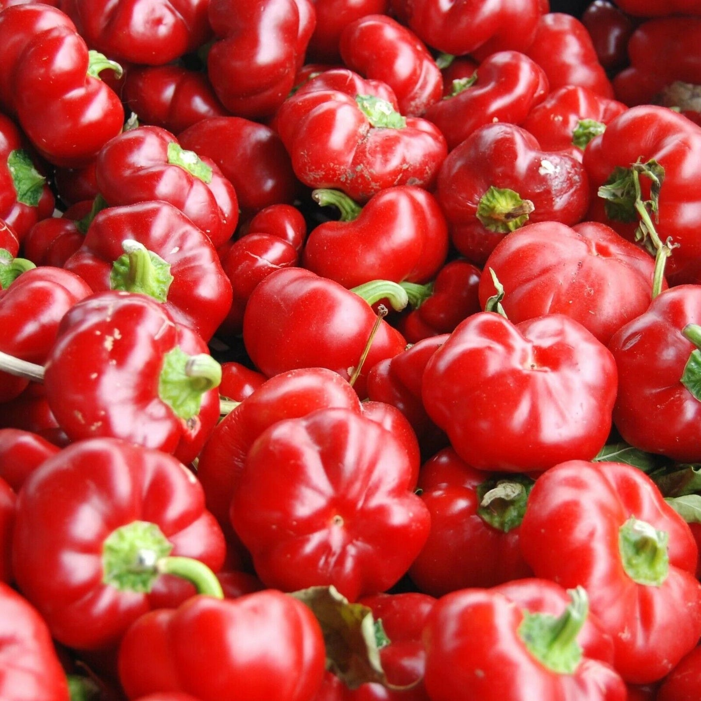 25+ Sweet Pimento L Pepper Mild Bell Garden Annual Vegetable Seeds | www.seedsplantworld.com