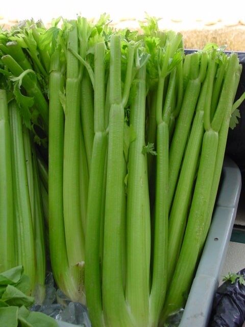 1535 Celery Utah Tall Celery Vegetable Seeds | www.seedsplantworld.com