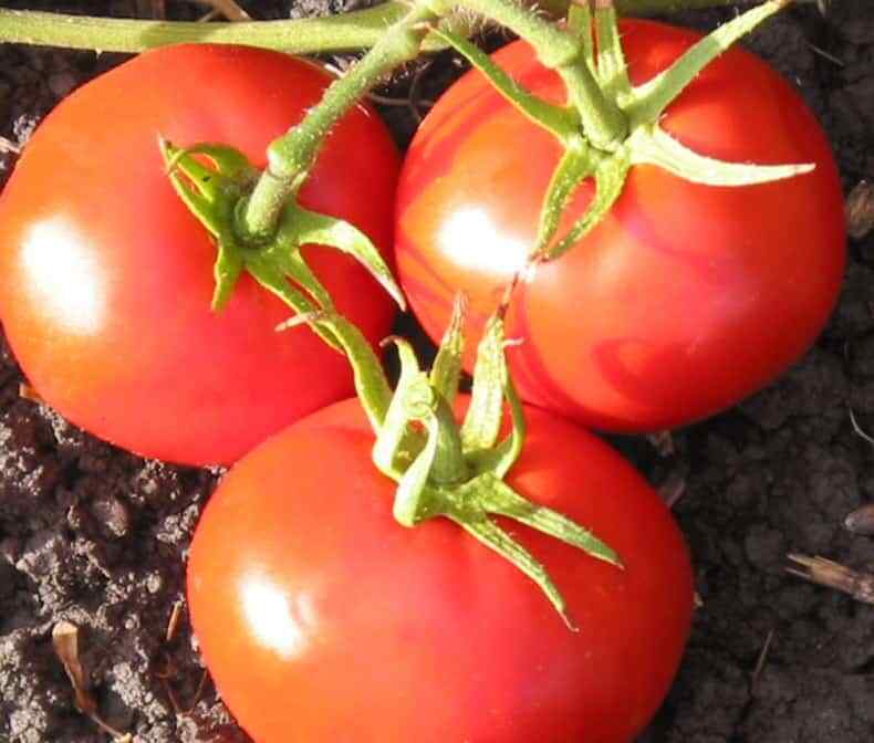 50 Ct New Yorker Tomato Garden Heirloom NON-GMO Vegetable Seeds | www.seedsplantworld.com