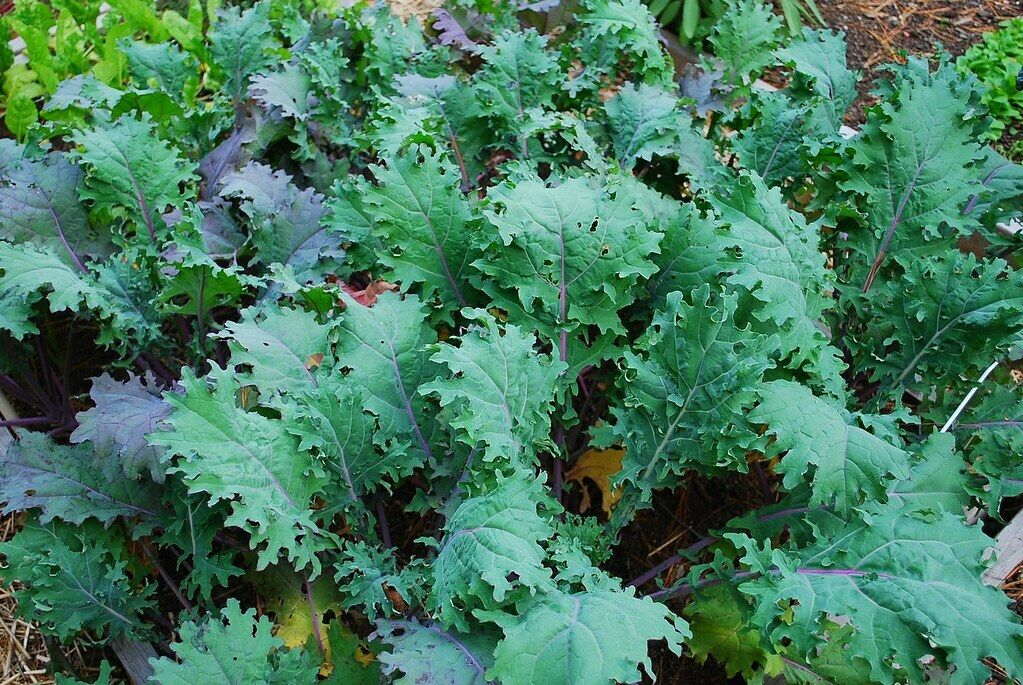 500+ Red Russian Kale Garden Heirloom NON-GMO Vegetable Seeds | www.seedsplantworld.com