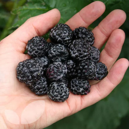 2 Jewel Live Black Raspberry Plants Self Fertile All Natural Grown Fruit Plant | www.seedsplantworld.com