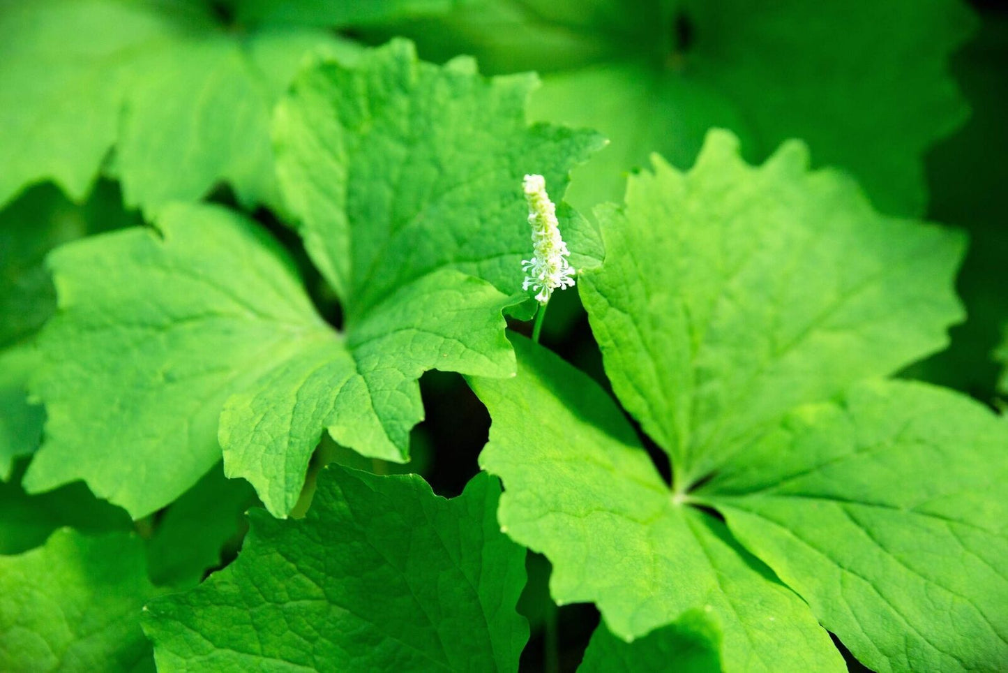 10 Vanilla Leaf Achlys Triphylla Fragrant Shade Groundcover White Flower Seeds | www.seedsplantworld.com