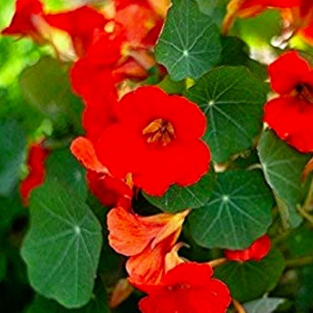 100 Empress Of India Nasturtium NON-GMO Heirloom Flower Seeds | www.seedsplantworld.com