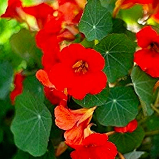 100 Empress Of India Nasturtium NON-GMO Heirloom Flower Seeds | www.seedsplantworld.com