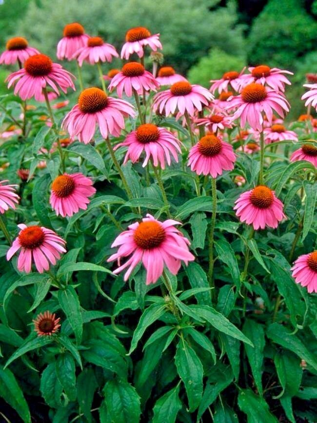 501 Purple Coneflower Flower Seeds