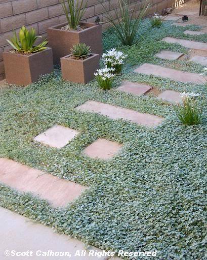 1000 Dichondra Repens Aka Lawn Leaf Flower Evergreen Ground Cover Seeds | www.seedsplantworld.com