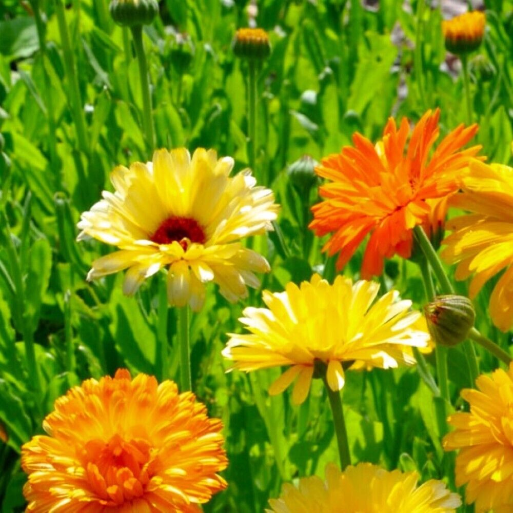 100 Calendula NON-GMO Heirloom Flower Seeds | www.seedsplantworld.com