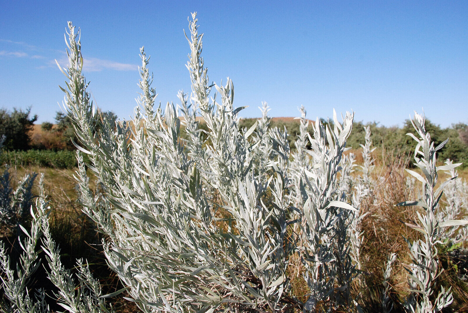 100 Silver Sagebrush Artemisia Cana Dwarf Sagebrush Wormwood Herb Flower Seeds | www.seedsplantworld.com