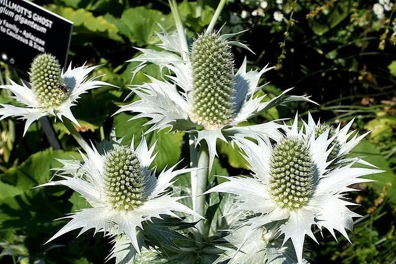 10 Silver Sea Holly Eryngium Giganteum Miss Willmott'S Ghost Flower Seeds | www.seedsplantworld.com