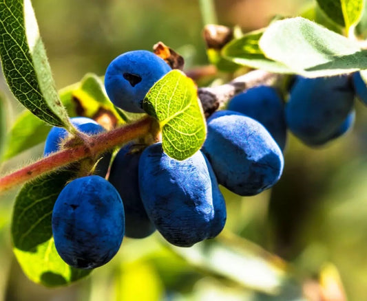 1 Blue Berry Honeyberry 1 Gallon Healthy Live Plant Very Good Productivity Fruit Plant