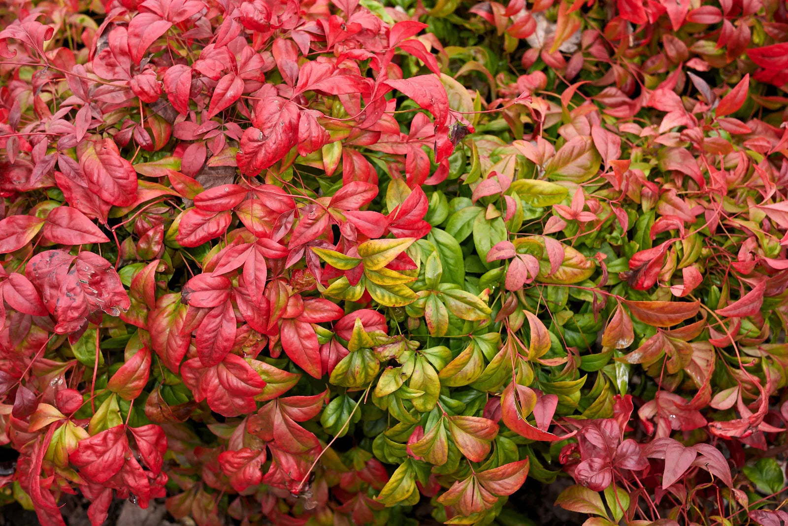 15 Dwarf Sacred Bamboo Heavenly Nandina Domestica Nana Pink Red Sun Shade Seeds | www.seedsplantworld.com