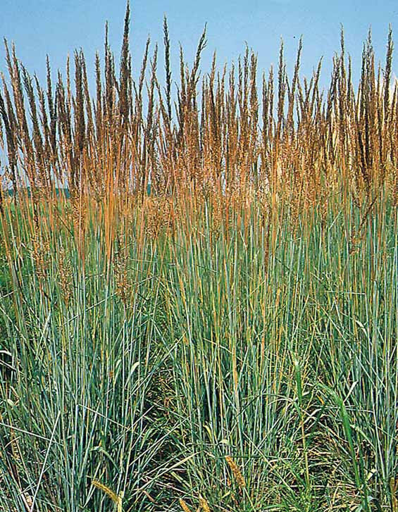 133 Indian Grass Perennial Ornamental Grass Seeds | www.seedsplantworld.com