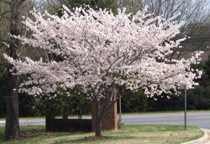 Yoshino Flowering Cherry Tree Live Plant 2.5" Pot