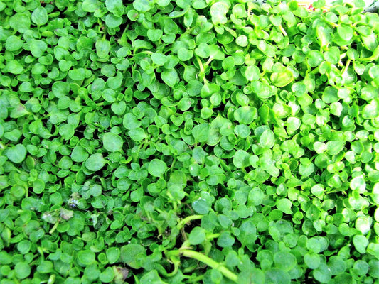 1000 Bulk Corsican Mint Mentha Requienii Herb Fragrant Ground Cover Flower Seeds | www.seedsplantworld.com